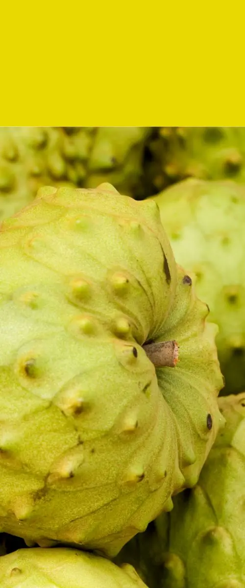 Cherimoya chérimole