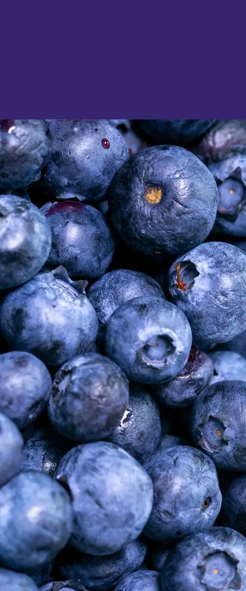 Blueberries Myrtilles